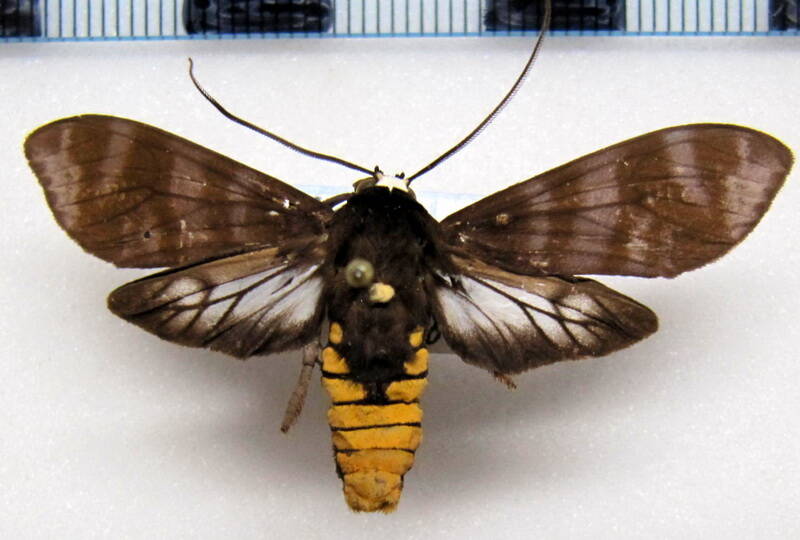 pachydota_albiceps_m_bol-standard.jpg