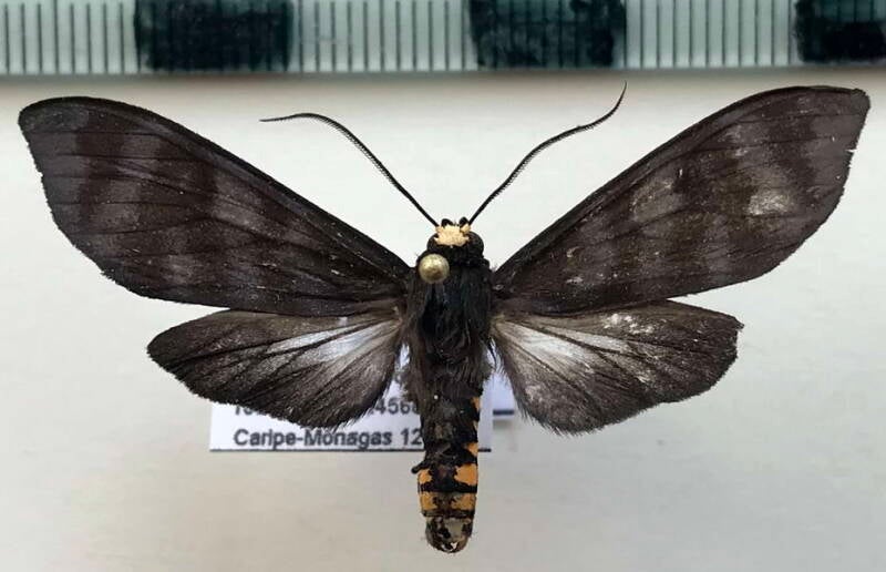 pachydota_albiceps_m_venz-standard.jpg