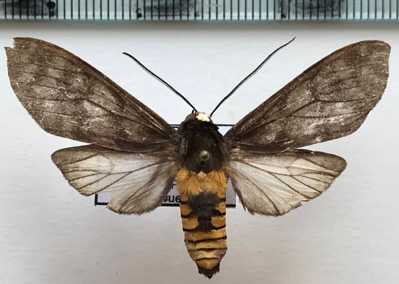 pachydota_peruviana_m02_eq-standard.jpg
