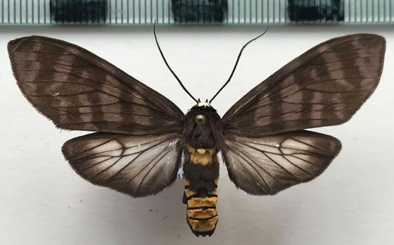 pachydota_peruviana_m02_per-standard.jpg