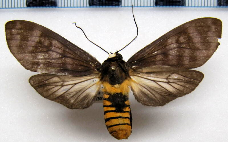 pachydota_peruviana_m_eq-standard.jpg