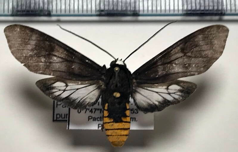 pachydota_punctata_m02_eq-standard.jpg