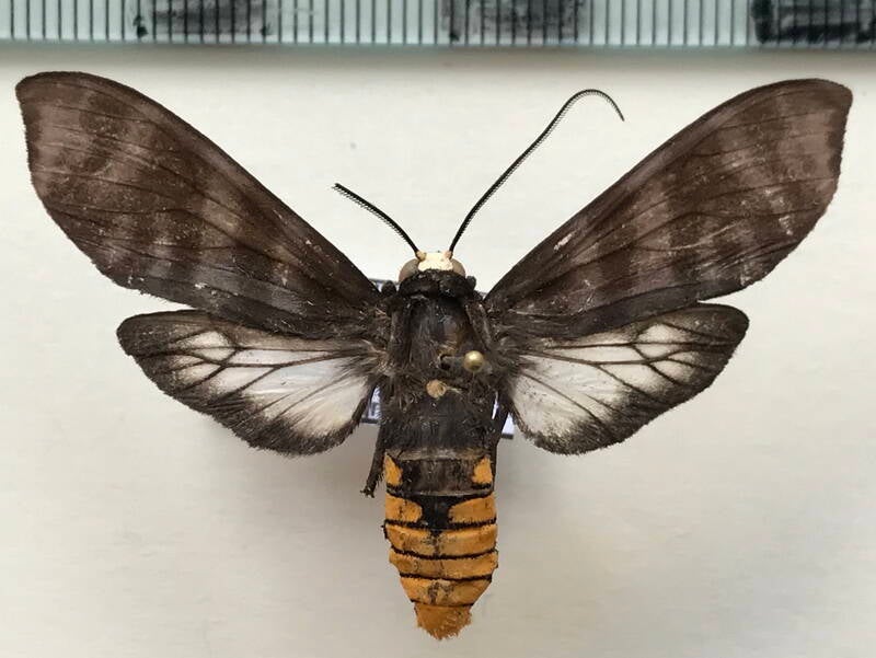 pachydota_punctata_m02_gf-standard.jpg