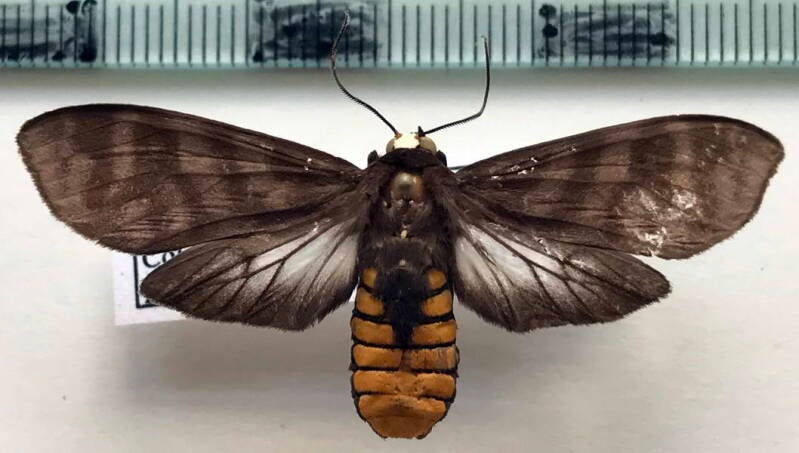 pachydota_rosenbergi_m_col-standard.jpg