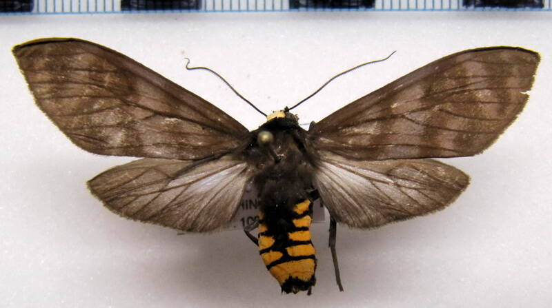 pachydota_rosenbergi_m_eq-standard.jpg