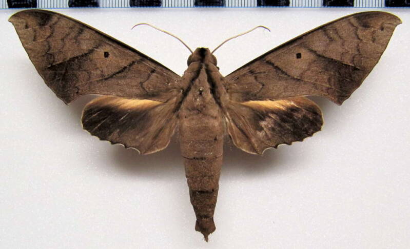 pachylia_darceta_eq_m-standard.jpg