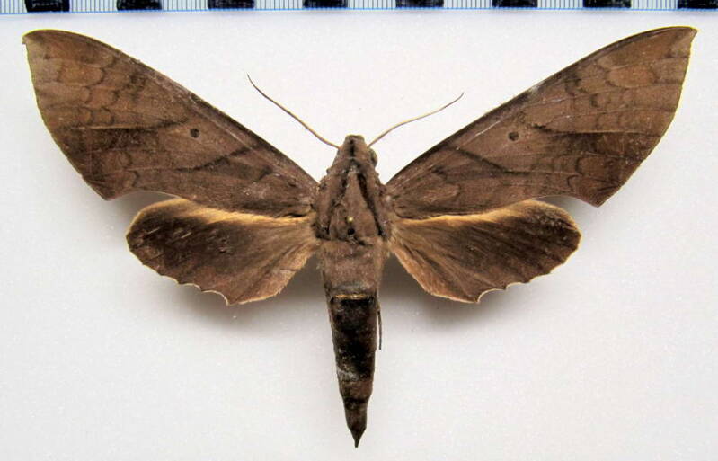 pachylia_darceta_gf_f-standard.jpg