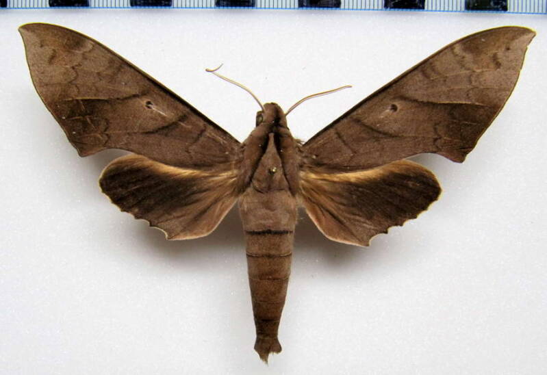 pachylia_darceta_gf_m-standard-51rc0f.jpg