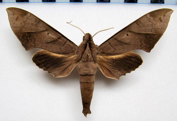 Pachylia darceta mâle A1-  Guyane française