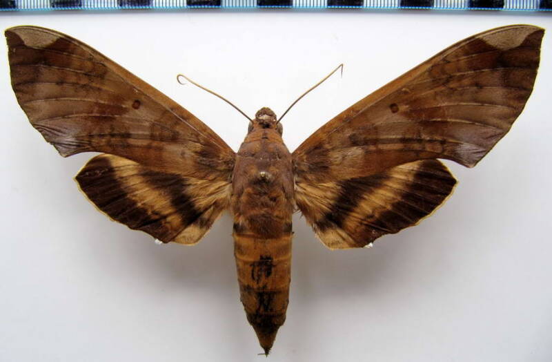 pachylia_ficus_bresil-standard.jpg