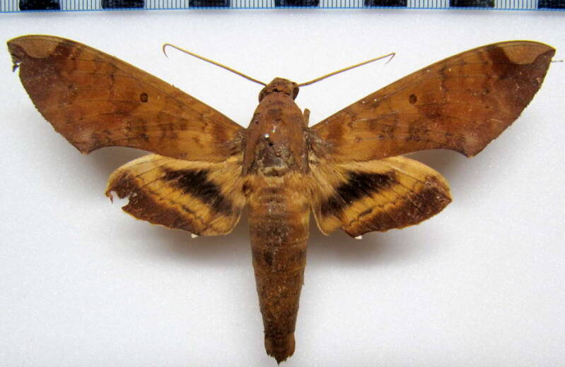 pachylia_ficus_col-standard.jpg