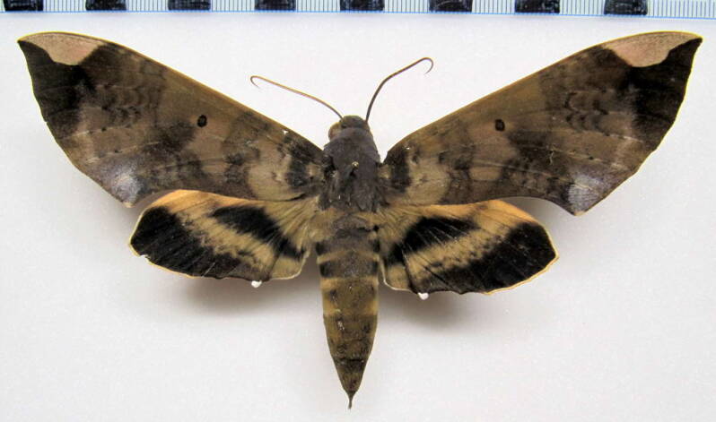 pachylia_ficus_eq_f-standard.jpg