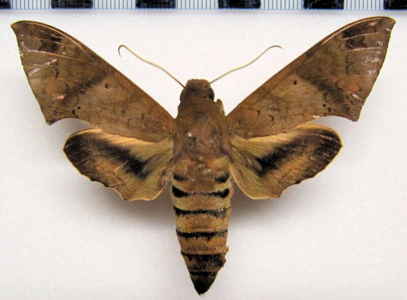 pachylioides_resumens_bol-standard.jpg