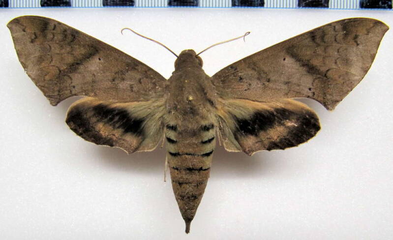 pachylioides_resumens_eq-standard.jpg