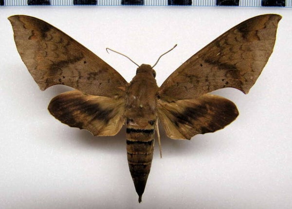 Pachylioides resumens mâle A1-  Guyane française