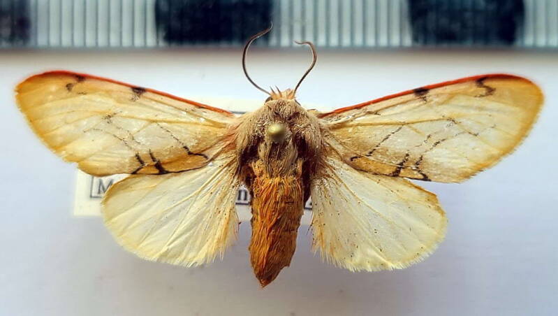 palaeomolis_rubescens_m_col-standard.jpg