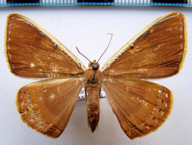 palyas_pallicosta-02_gf-standard.jpg