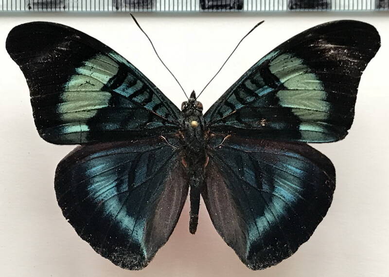 panacea_prola_amazonica_m_eq-standard-nhur8y.jpg