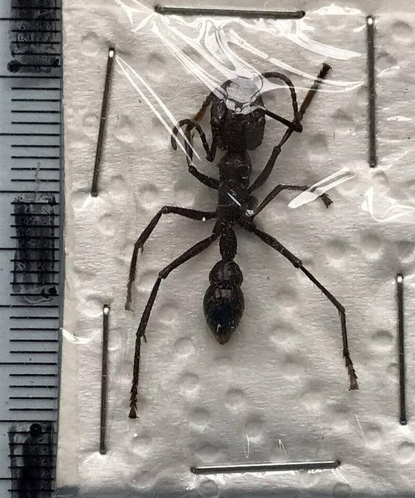 Panaponera clavata  Guyane française