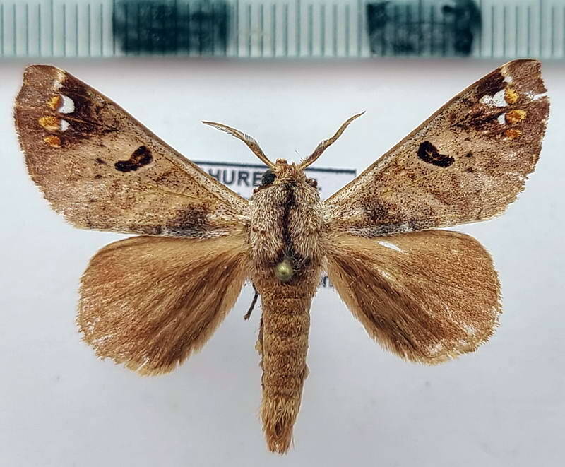 Pantelodes_iracoubo_m_Guyane fr