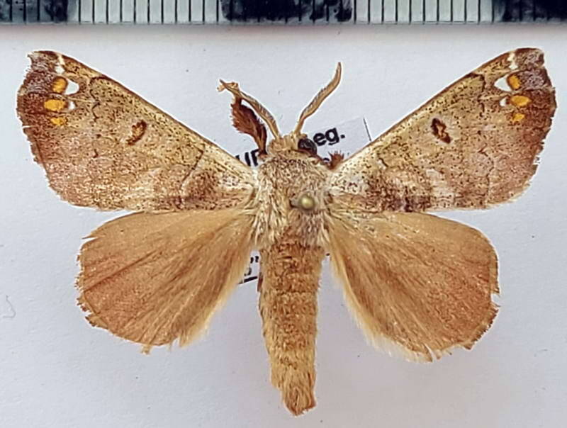 Pantelodes_organabo_m_Guyane fr