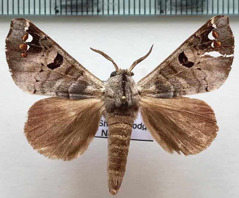 Pantelodes_satellitia_m03_Equateur