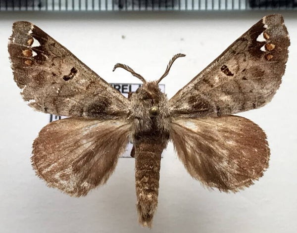 Pantelodes satellitia mâle Equateur