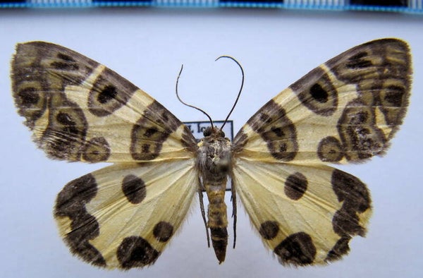 Pantherodes conglomerata mâle Equateur