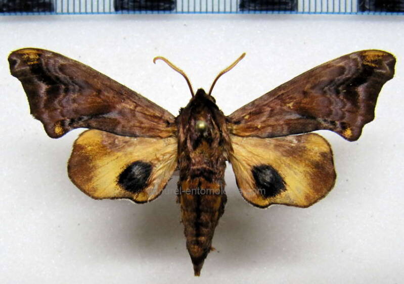 paonias_myops_usa-standard.jpg