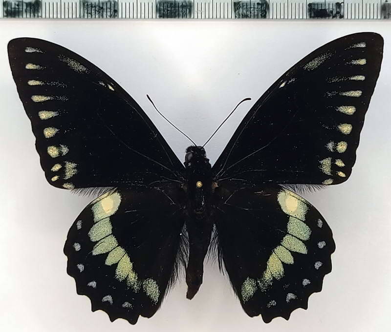 papilio_birchalli_m_eq-standard.jpg