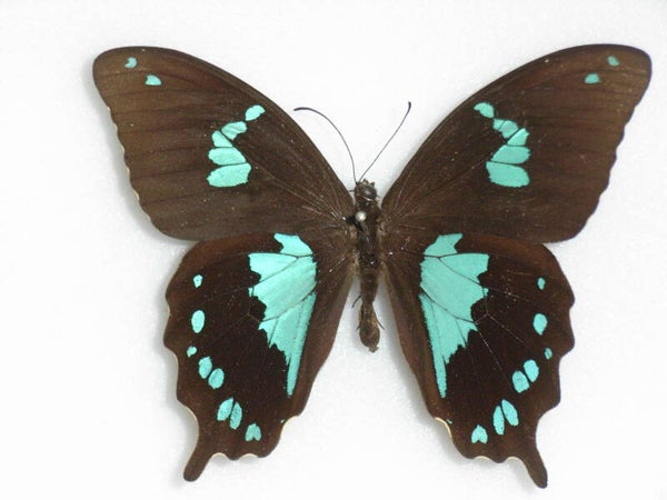 Papilio epiphorbas mâle Madagascar