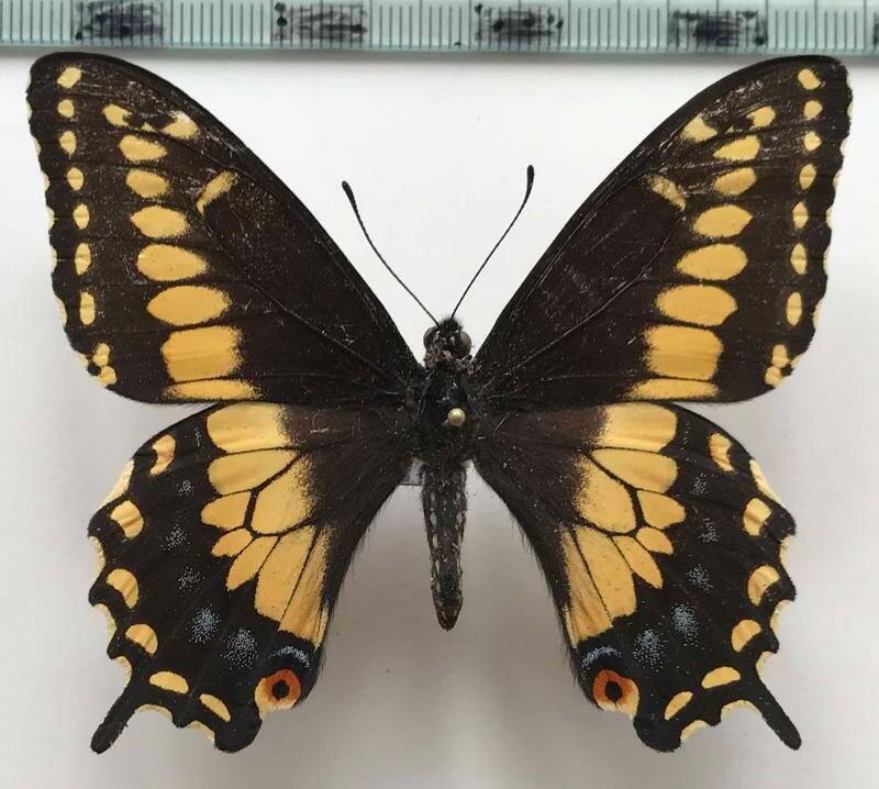 papilio_polyxenes_sadalus_m_eq-standard.jpg