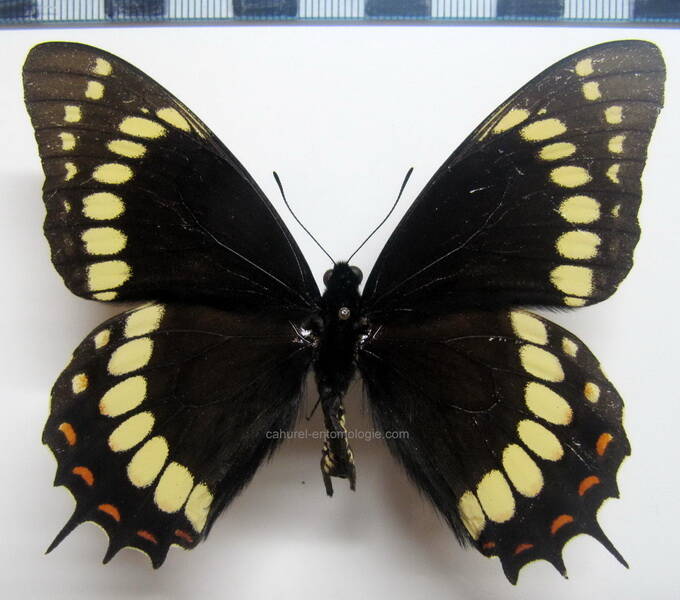 papilio_scamander_bresil_3-standard.jpg