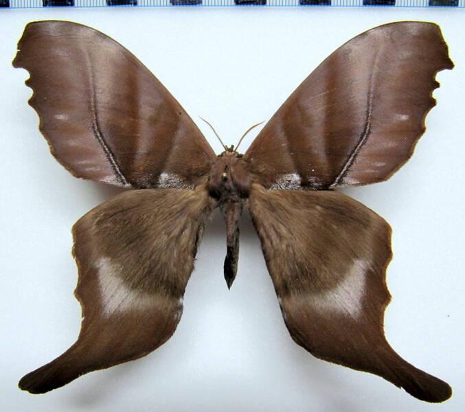 paradaemonia_platydesmia_gf_m-standard.jpg