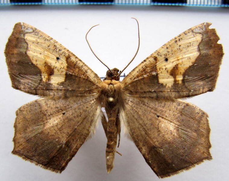 paragonia_cruraria-01_gf-standard.jpg