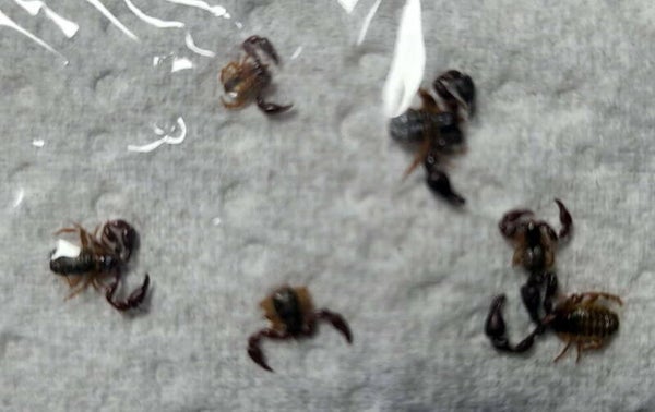 Parasites d'Acrocinus longimanus  Guyane française