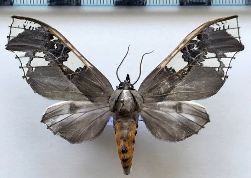 parathyris_cedonulli_griseata_f_eq-standard.jpg