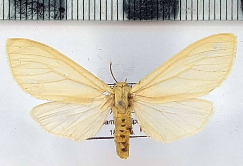 pareuchaetes_insulata_m03_per-standard.jpg