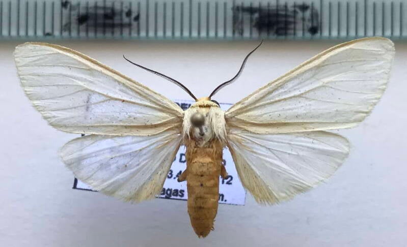 pareuchaetes_insulata_m_venz-standard.jpg