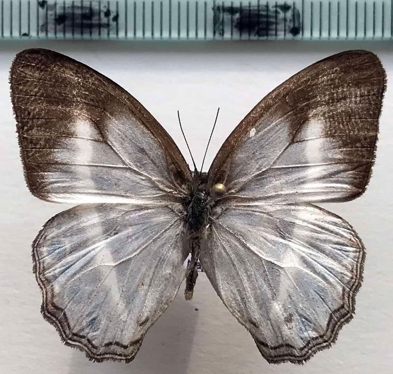 pareuptychia_sp830_m_eq-standard.jpg