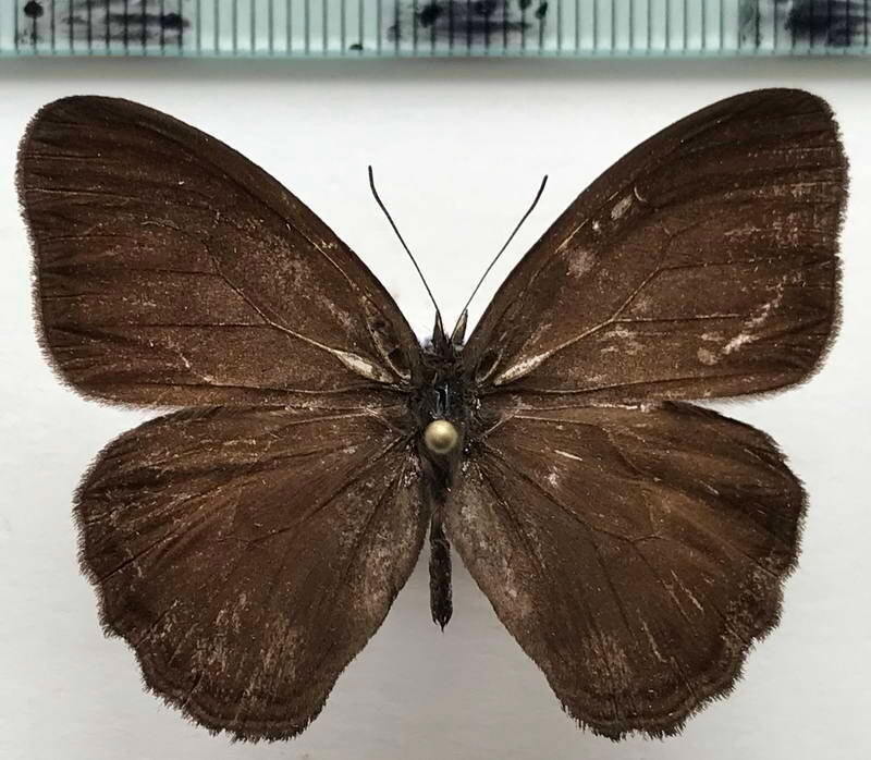 pareuptychia_sp832_m_eq-standard.jpg