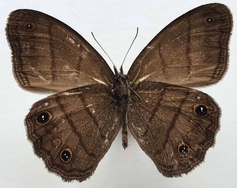 pareuptychia_sp832_m_eq_v-standard.jpg
