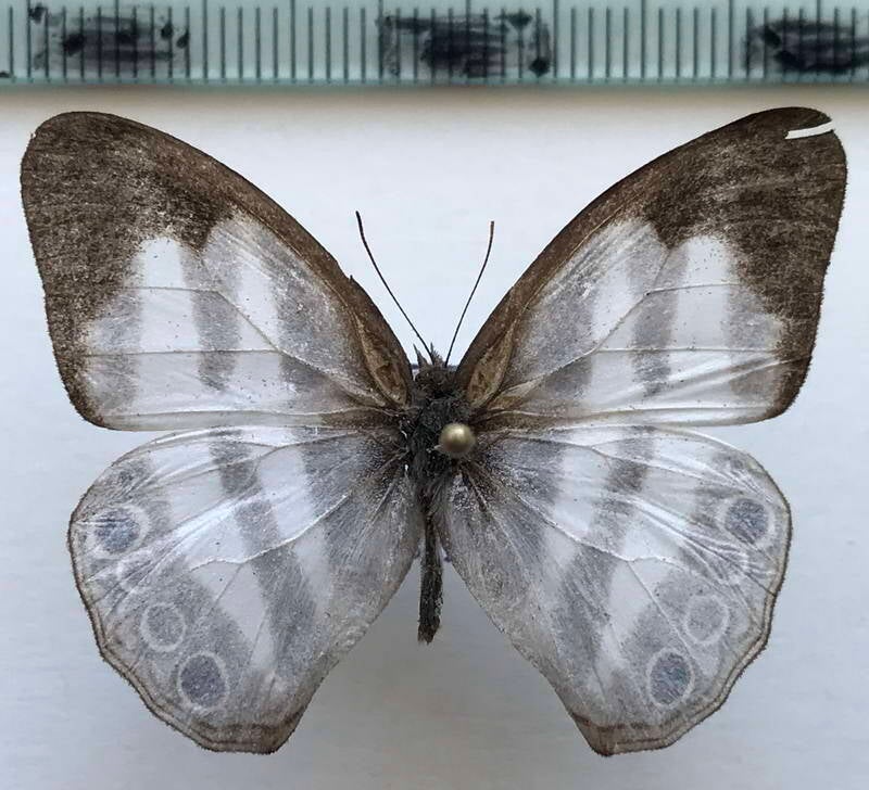 pareuptychia_sp898_m_eq-standard.jpg