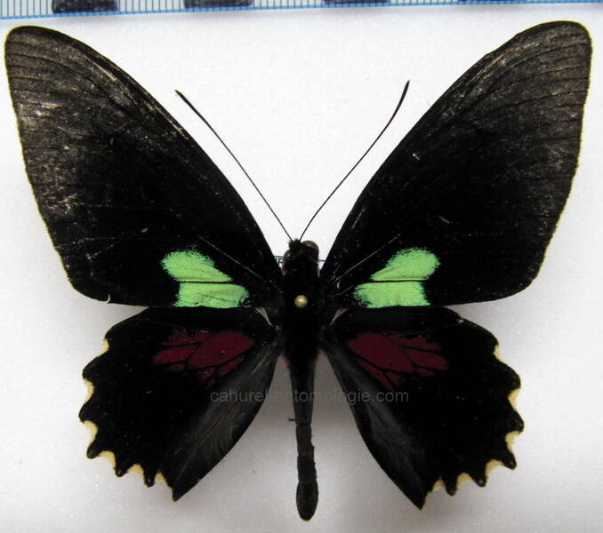 parides-aeneas-bolivar-m-perou-standard.jpg