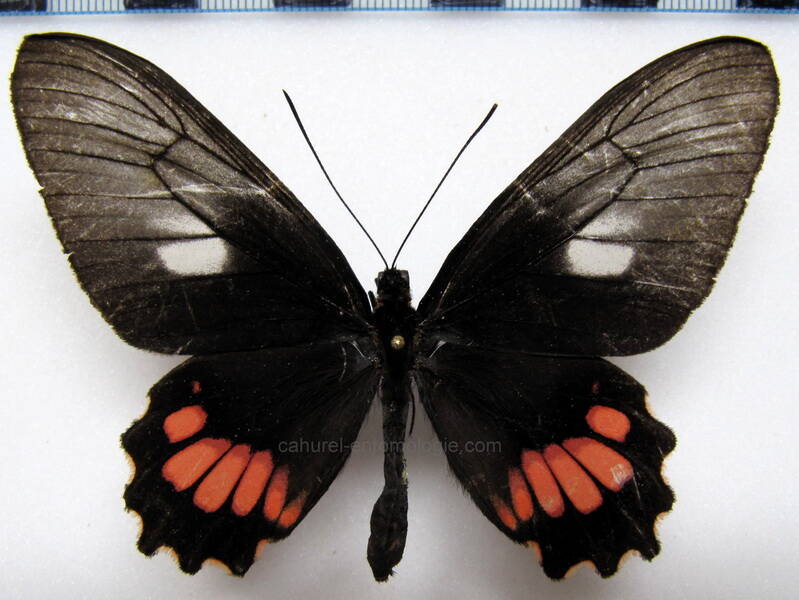 parides-aeneas-lucasi-f-gf-standard.jpg
