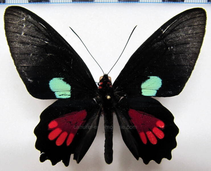 parides-aeneas-lucasi-m01-gf-standard.jpg