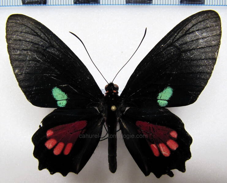 parides-aeneas-lucasi-m02-gf-standard.jpg