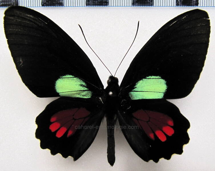 parides-aeneas-trucha-m-perou-standard.jpg