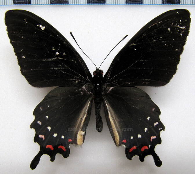 parides-alopuis-mex-standard.jpg