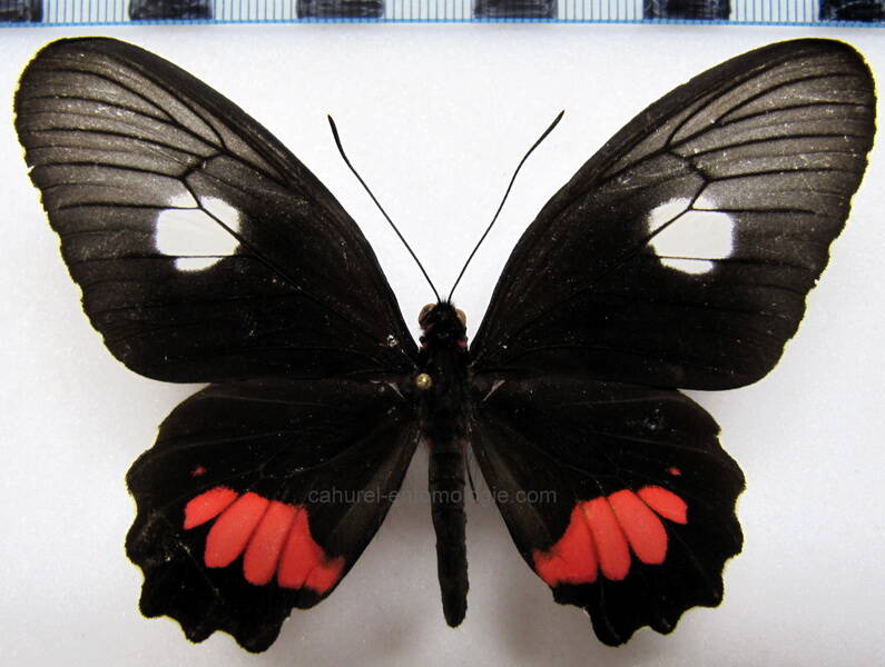 parides-anchises-anchises-f-gf-standard.jpg